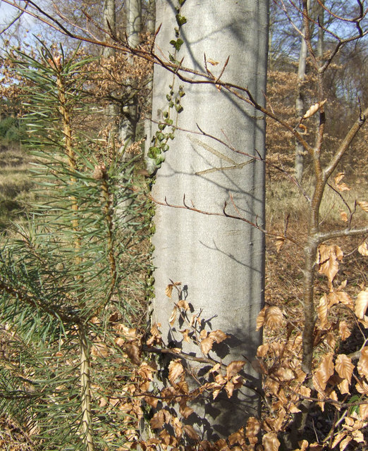 Beech bark